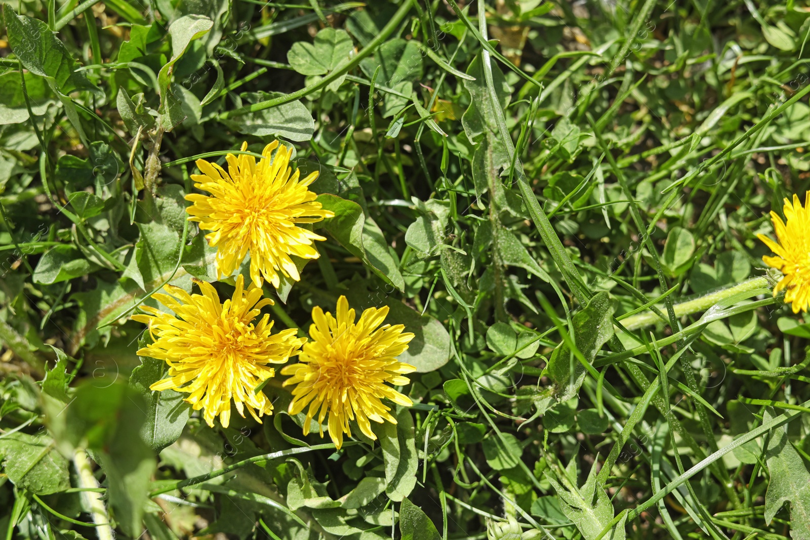 Photo of Beautiful yellow dandelions on sunny day, top view