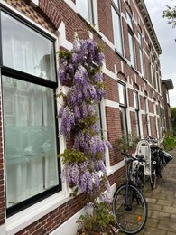 Photo of Beautiful aromatic wisteria vine growing on building outdoors
