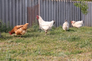 Photo of Chickens grazing on green grass at farm