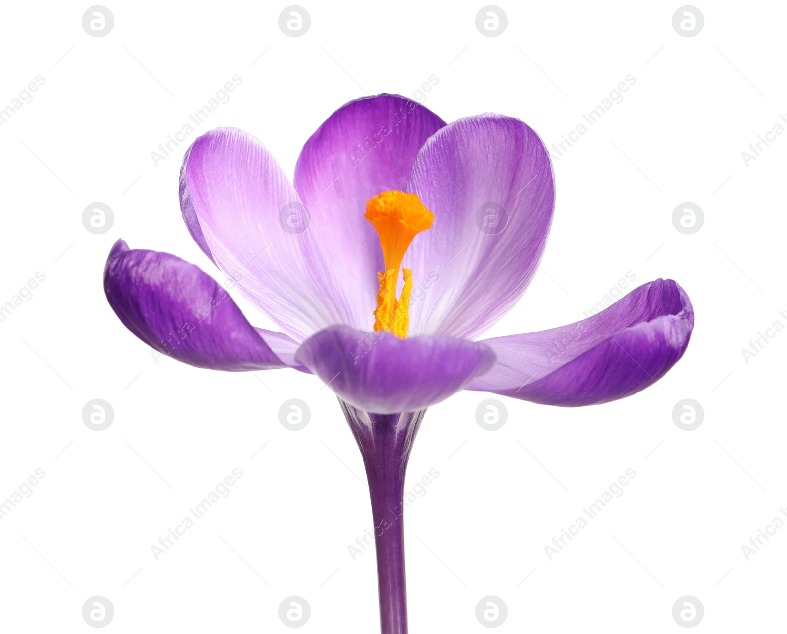 Photo of Beautiful spring crocus flower isolated on white