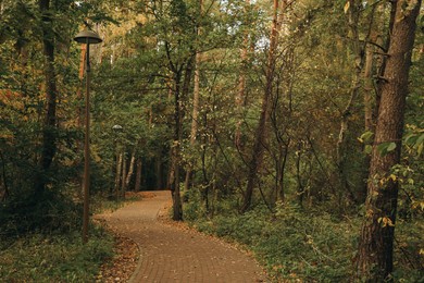 Many beautiful trees and pathway in park