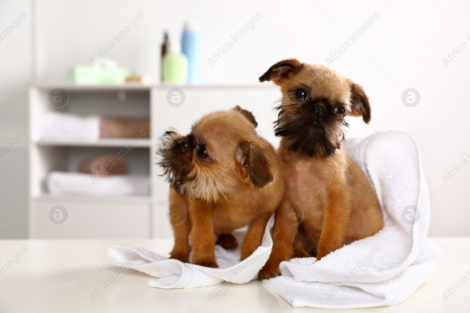 Photo of Studio portrait of funny Brussels Griffon dogs with towel in bathroom