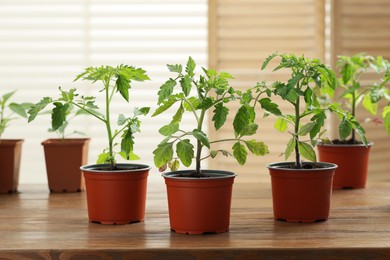 Photo of Seedlings growing in plastic containers with soil on wooden table indoors