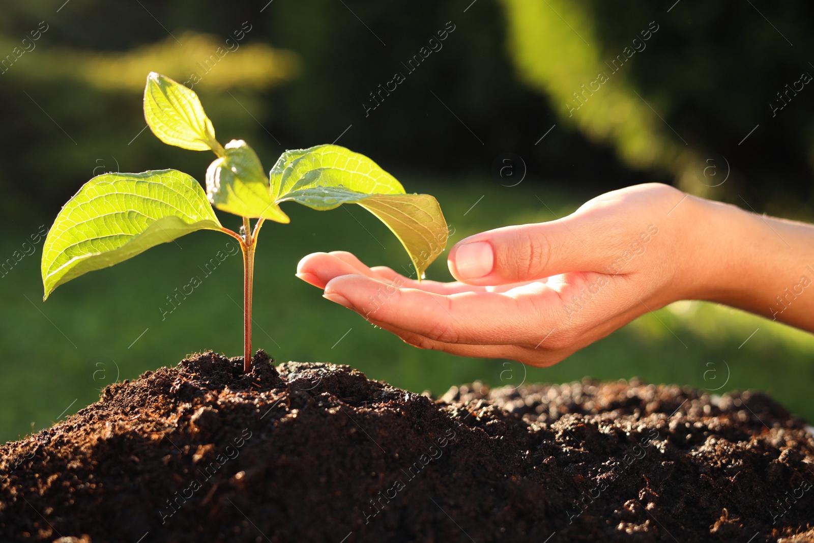 Photo of Woman taking care of beautiful green seedling in soil outdoors, closeup. Planting tree