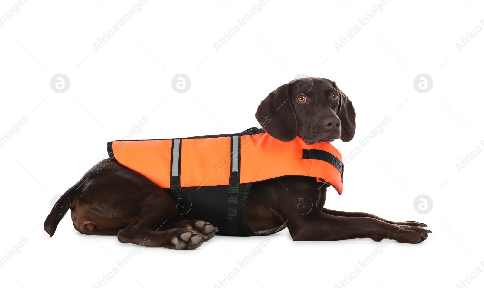 Photo of Dog rescuer in life vest on white background