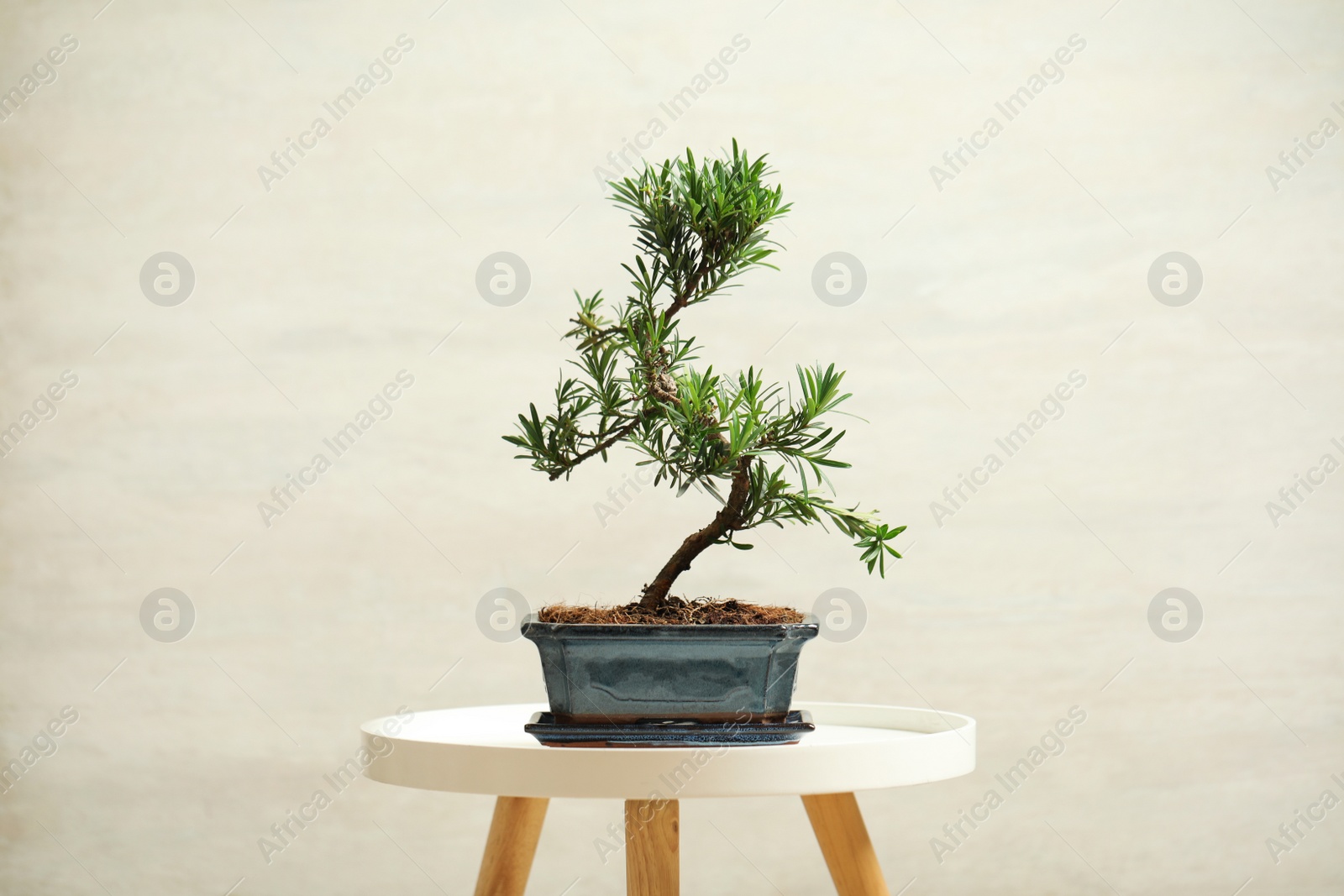 Photo of Japanese bonsai plant on white table. Creating zen atmosphere at home
