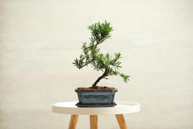 Photo of Japanese bonsai plant on white table. Creating zen atmosphere at home