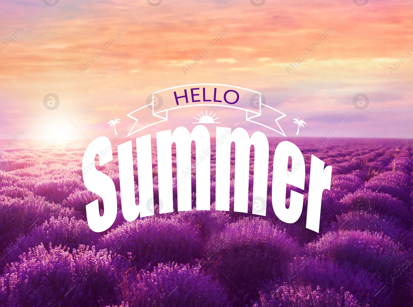 Image of Hello Summer. Beautiful view of blooming lavender field at sunset 