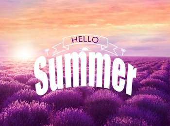 Image of Hello Summer. Beautiful view of blooming lavender field at sunset 