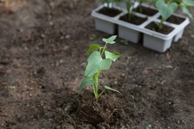 Photo of Young green seedling growing in soil outdoors