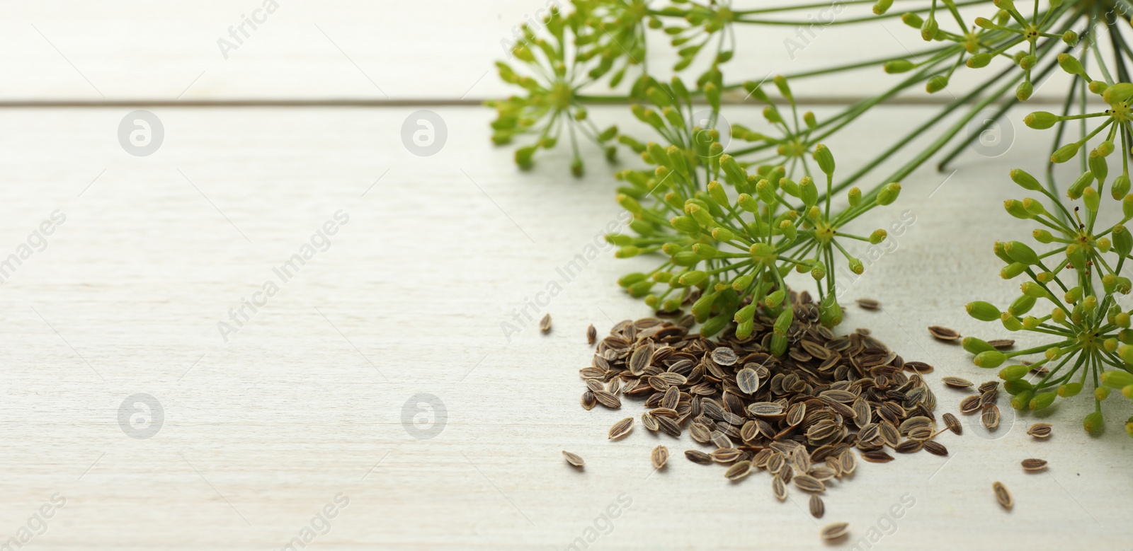 Image of Dill seeds and and fresh green plant on white wooden table. Banner design with space for text