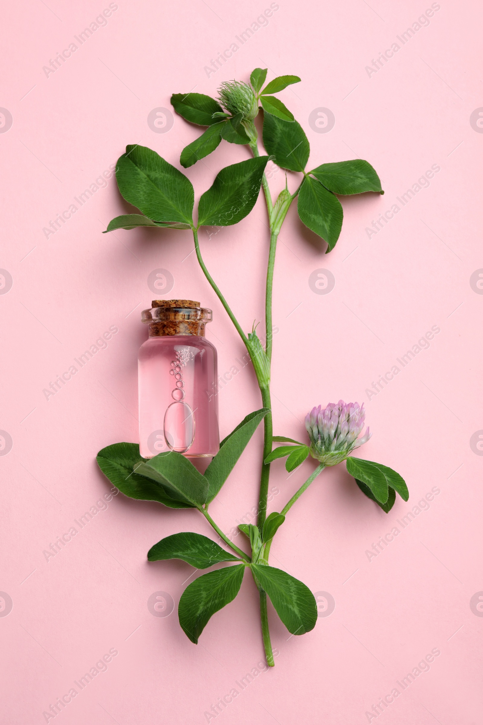 Photo of Beautiful clover flowers and bottle of essential oil on pink background, flat lay
