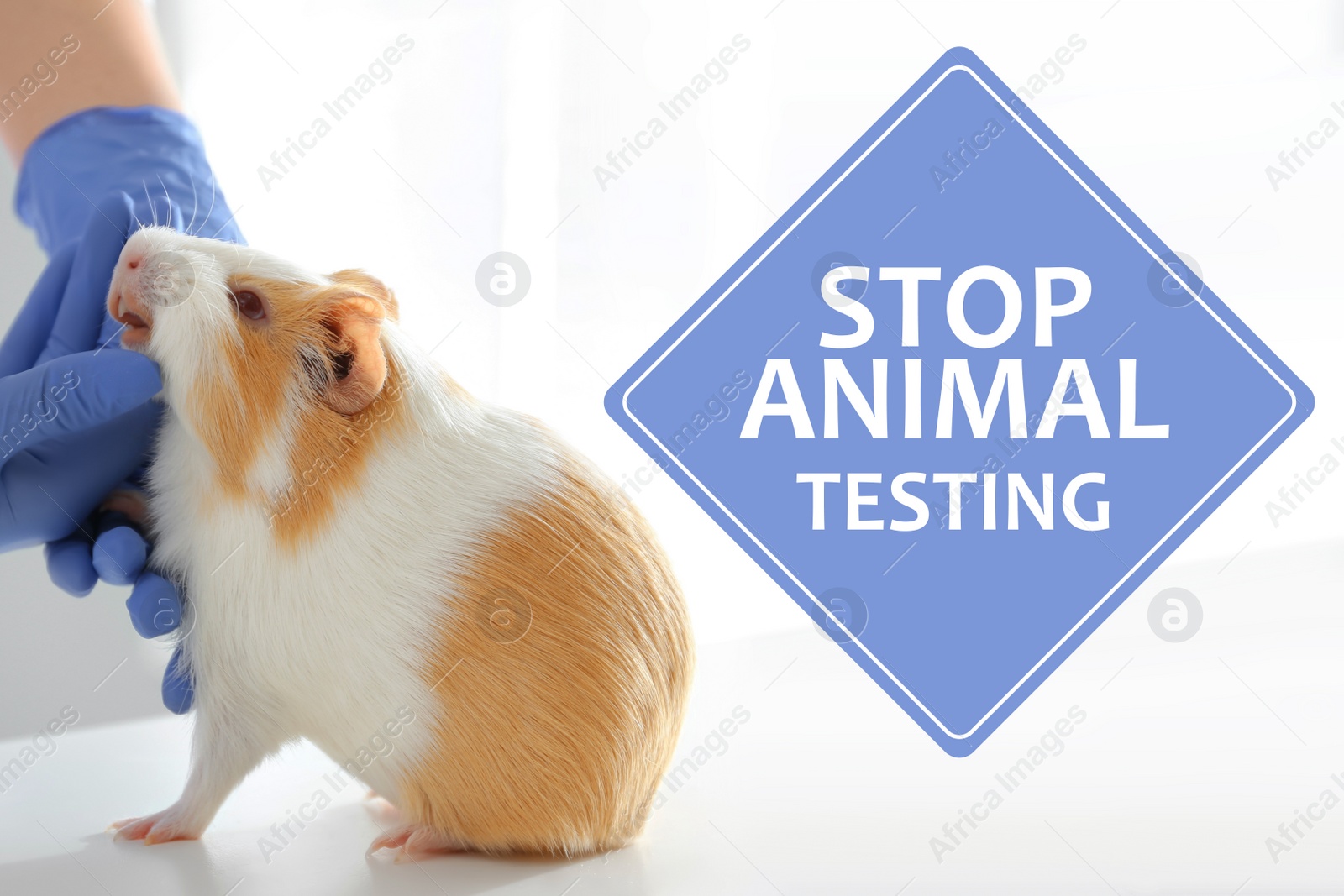 Image of STOP ANIMAL TESTING. Scientist with guinea pig, closeup.