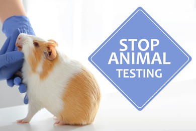 Image of STOP ANIMAL TESTING. Scientist with guinea pig, closeup.