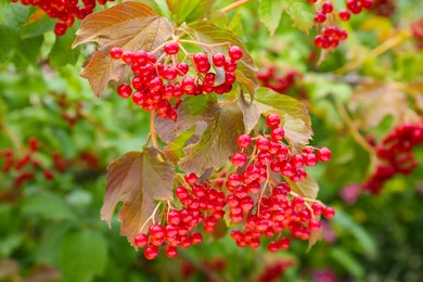 Beautiful Viburnum shrub with bright berries growing outdoors, closeup