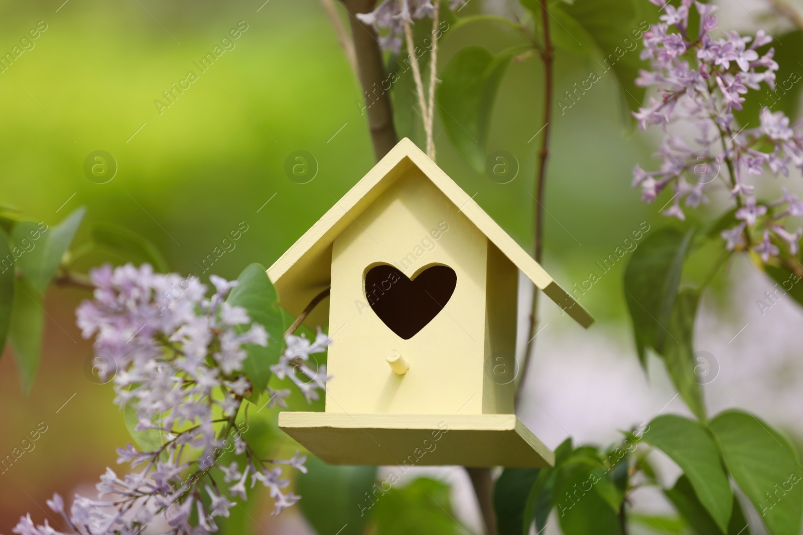 Photo of Yellow bird house on blooming lilac bush outdoors