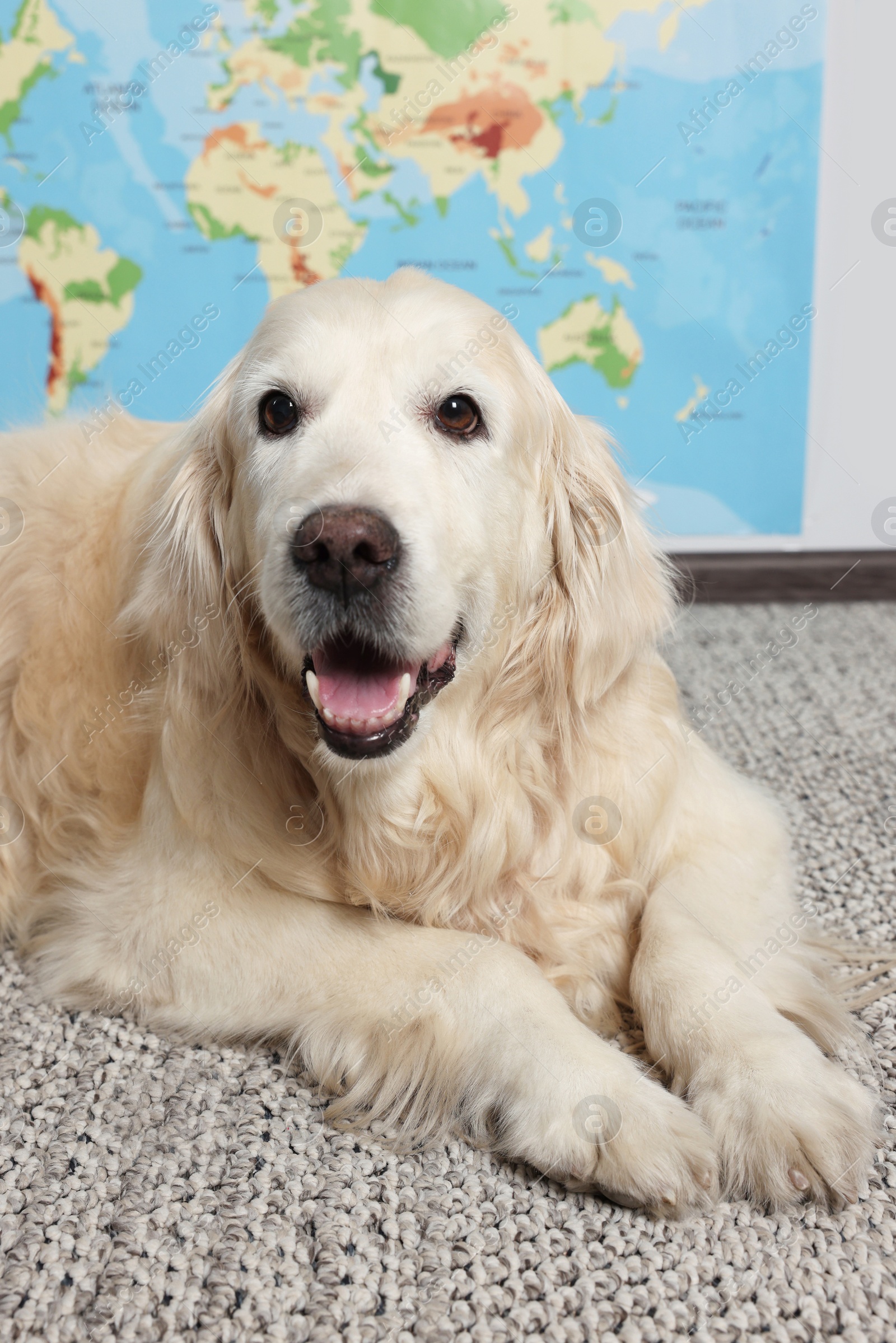 Photo of Cute golden retriever lying on floor near world map indoors. Travelling with pet