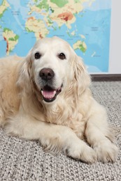 Photo of Cute golden retriever lying on floor near world map indoors. Travelling with pet