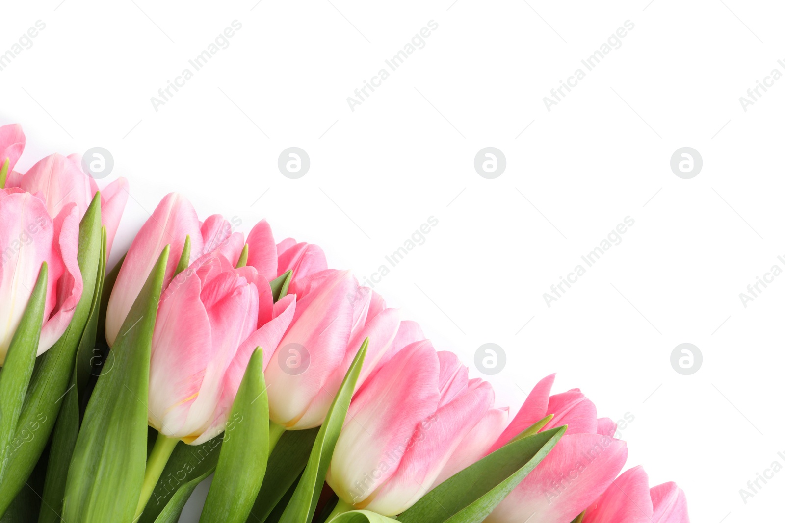 Photo of Beautiful spring tulips on white background, top view. International Women's Day