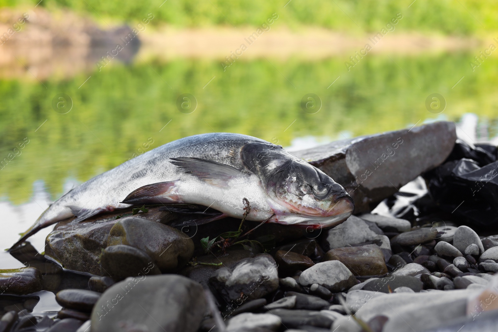 Photo of Dead fish on stone near river. Environmental pollution concept