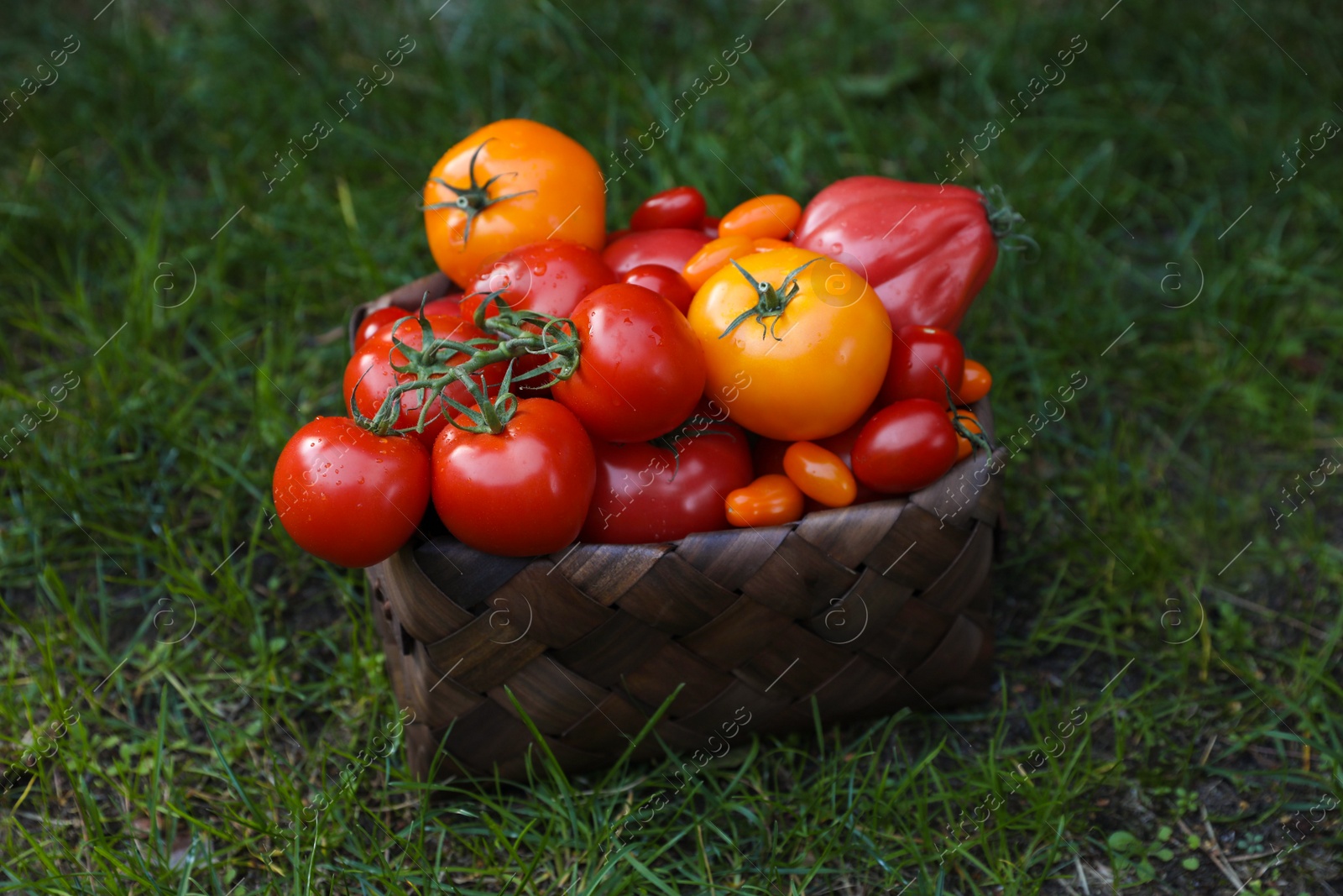 Photo of Basket with fresh tomatoes on green grass outdoors