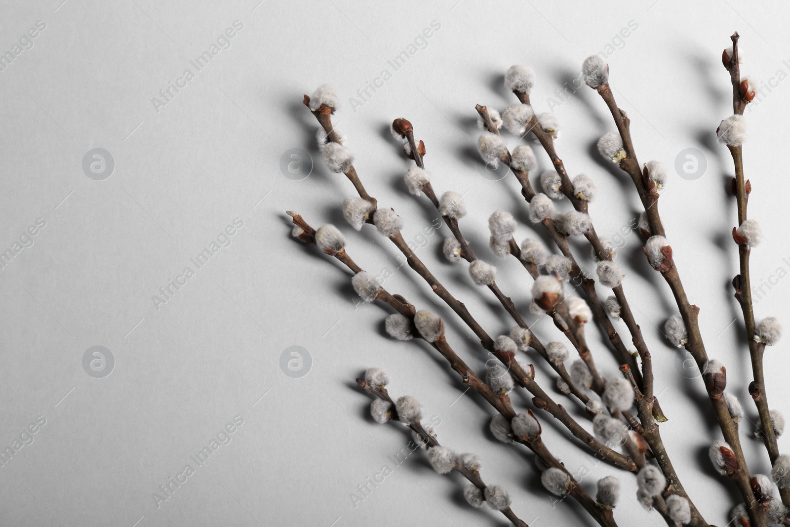 Photo of Beautiful willow branches with fuzzy catkins on light grey background, flat lay. Space for text