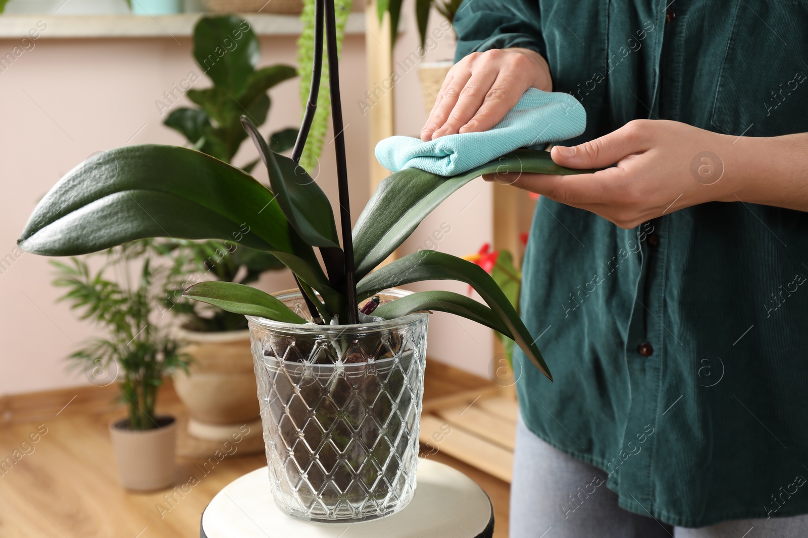 Photo of Woman wiping houseplant's leaves with cloth indoors, closeup