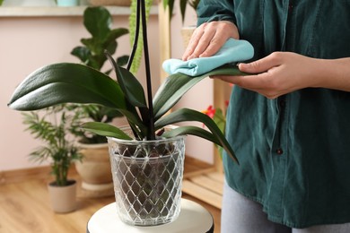 Woman wiping houseplant's leaves with cloth indoors, closeup