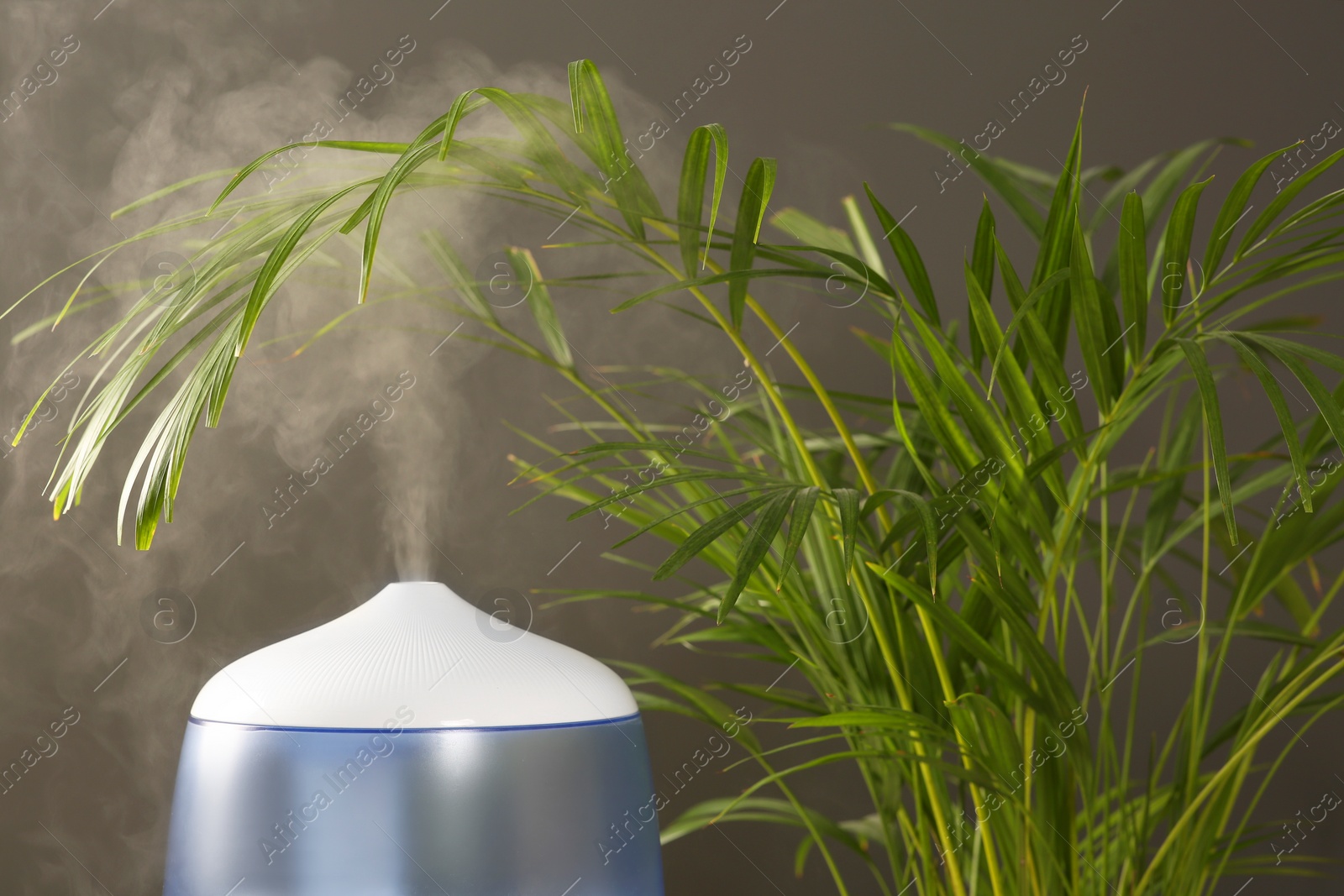 Photo of Air humidifier near houseplant against grey wall