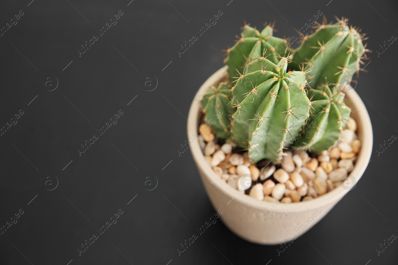 Photo of Beautiful cactus in flowerpot on black background