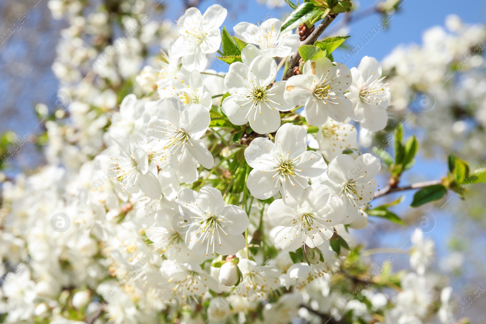 Photo of Closeup view of blooming spring tree on sunny day