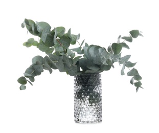 Vase with beautiful eucalyptus branches on white background