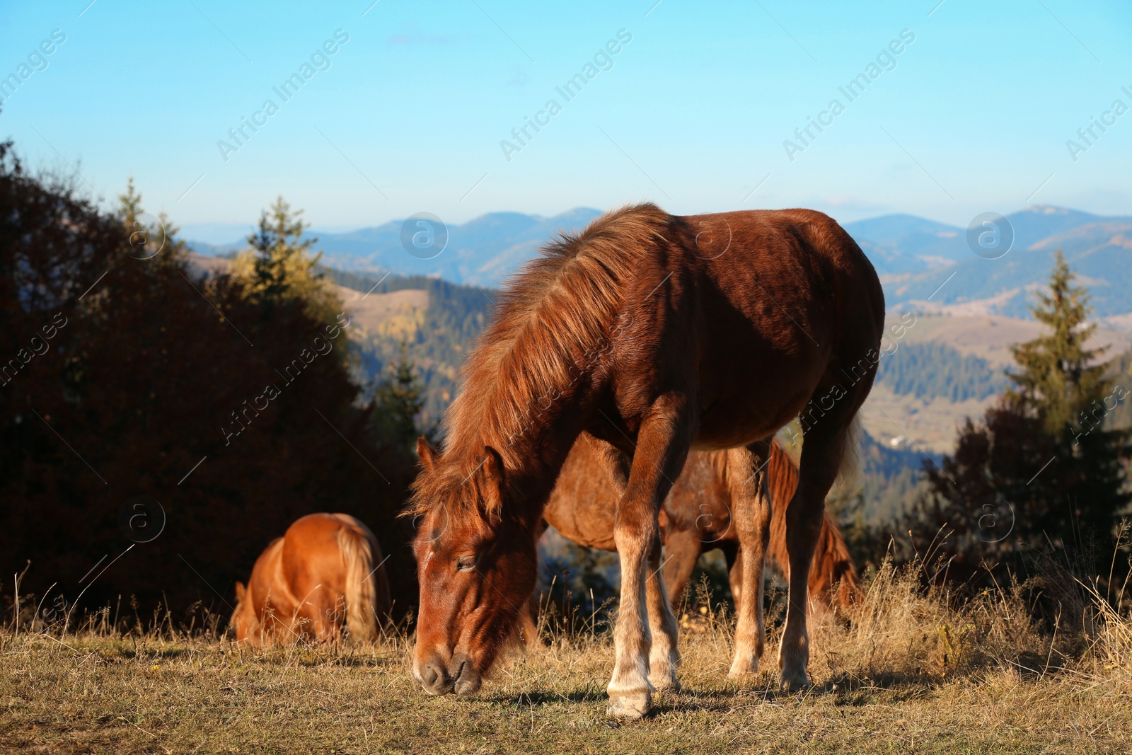 Photo of Brown horses grazing in mountains on sunny day. Beautiful pets