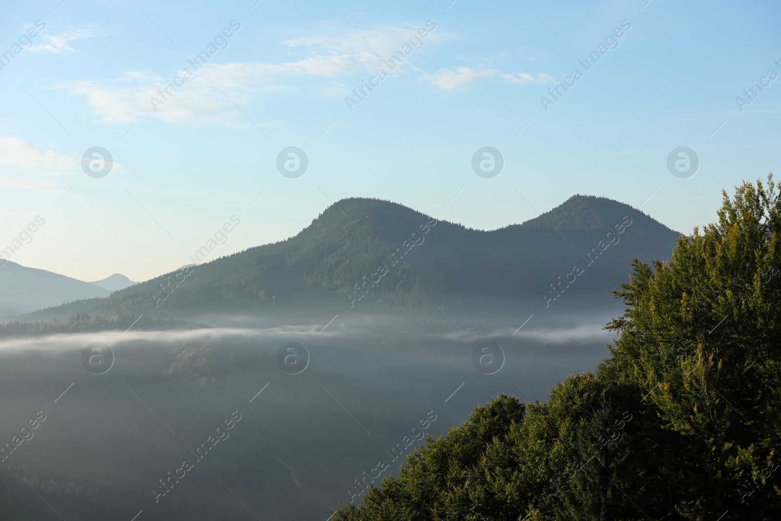 Photo of Beautiful view of mountain landscape with forest and fog