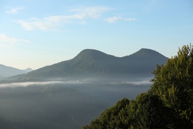 Photo of Beautiful view of mountain landscape with forest and fog