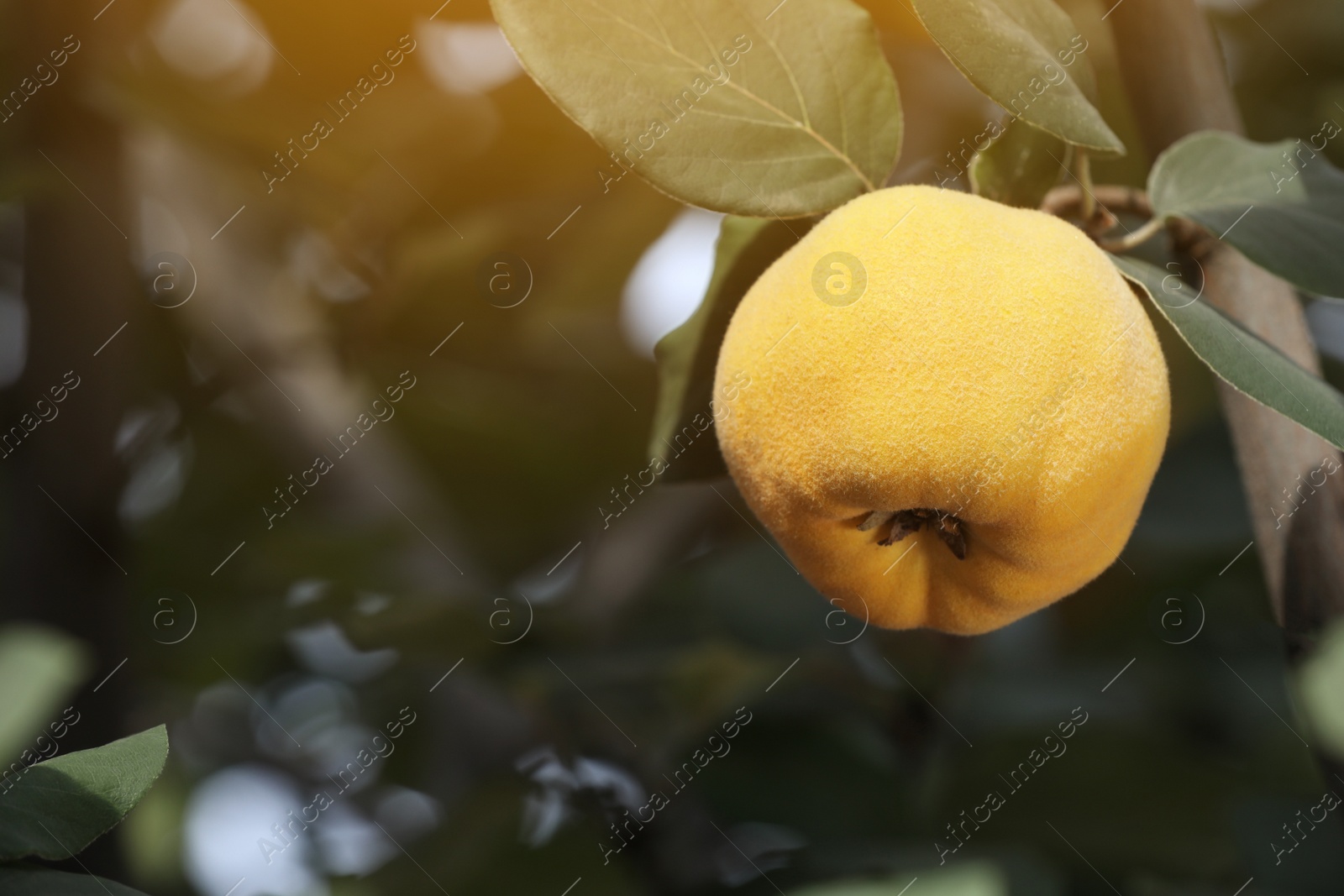 Photo of Closeup view of quince tree with ripening fruit outdoors