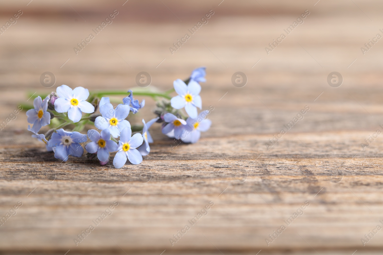 Photo of Beautiful forget-me-not flowers on wooden background, closeup. Space for text