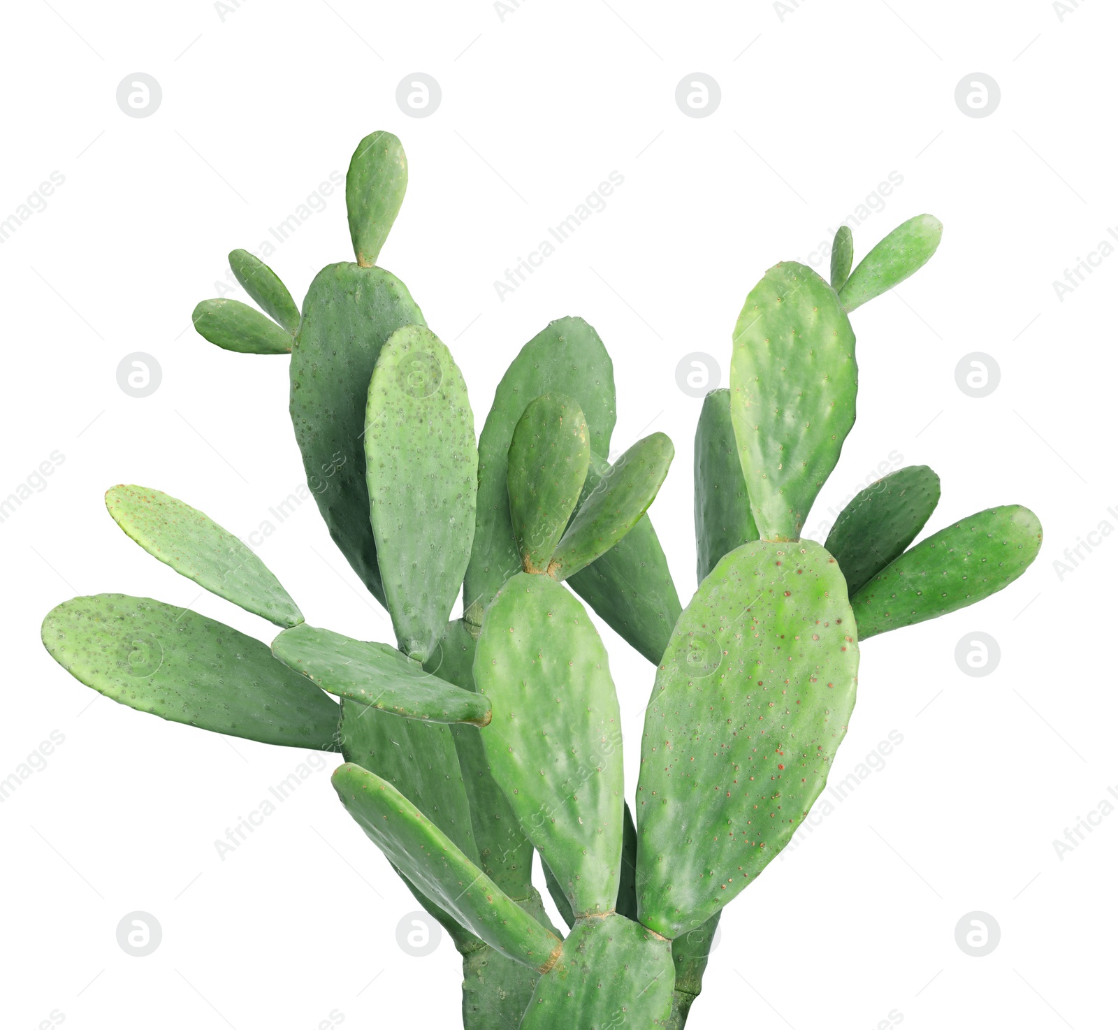 Image of Beautiful big green cactus on white background