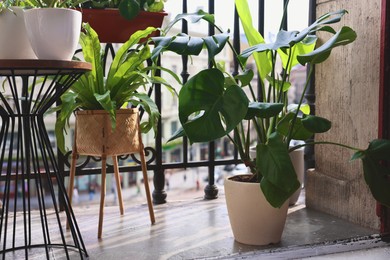 Many different beautiful plants in pots on balcony