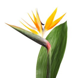 Bird of Paradise tropical flower isolated on white