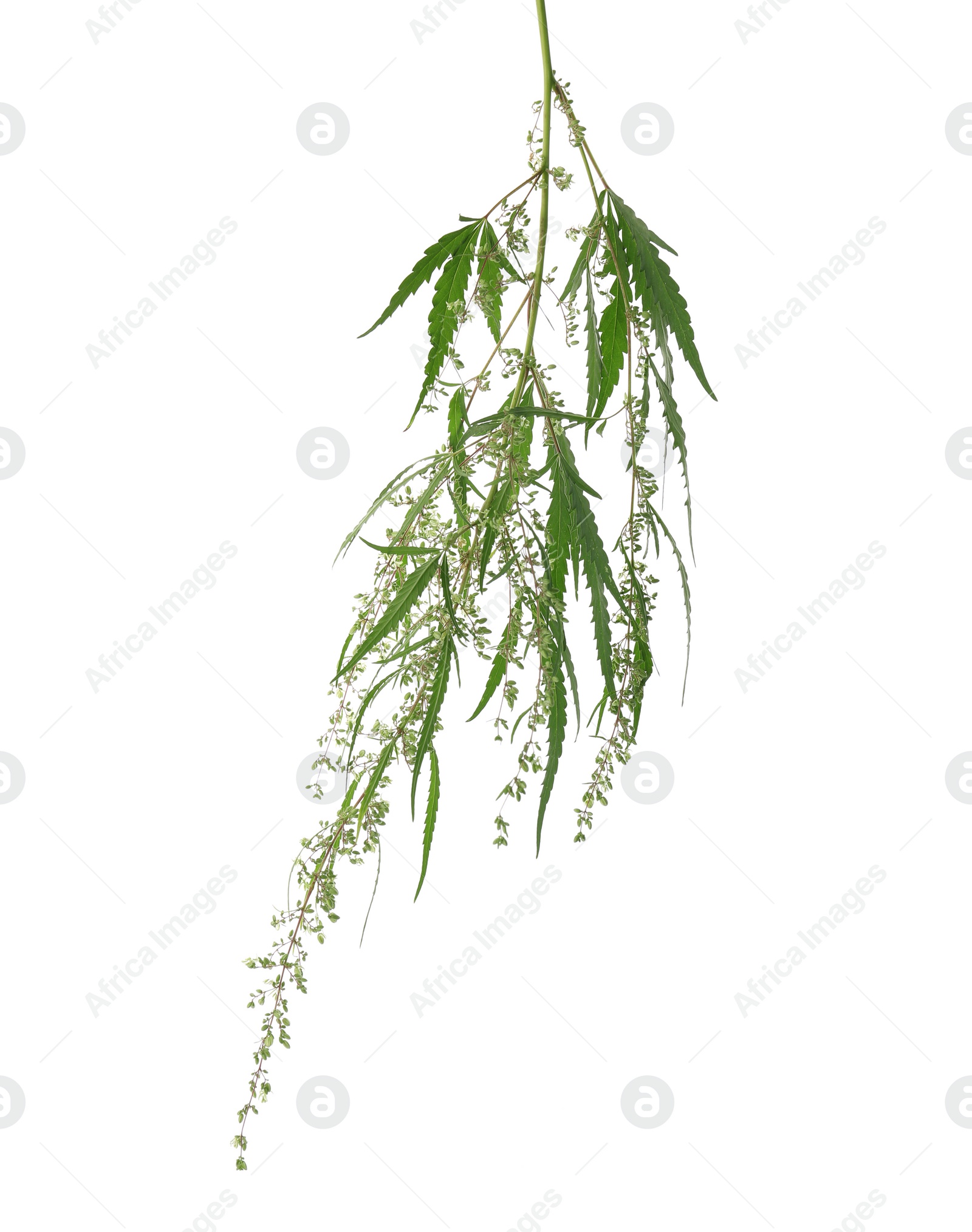 Photo of Fresh green hemp plant on white background