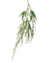 Fresh green hemp plant on white background