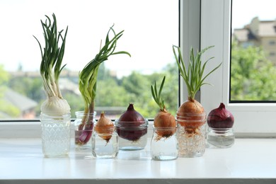 Photo of Many sprouted onions in glasses with water on window sill