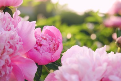 Photo of Blooming peony plant with beautiful pink flowers outdoors, closeup. Space for text