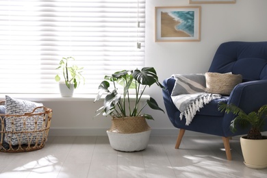 Photo of Beautiful potted plants near window at home