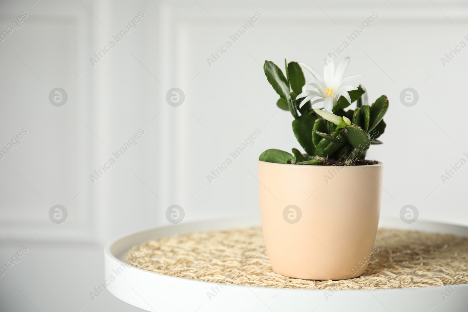 Photo of Beautiful blooming Schlumbergera (Christmas or Thanksgiving cactus) in pot on table against white wall. Space for text