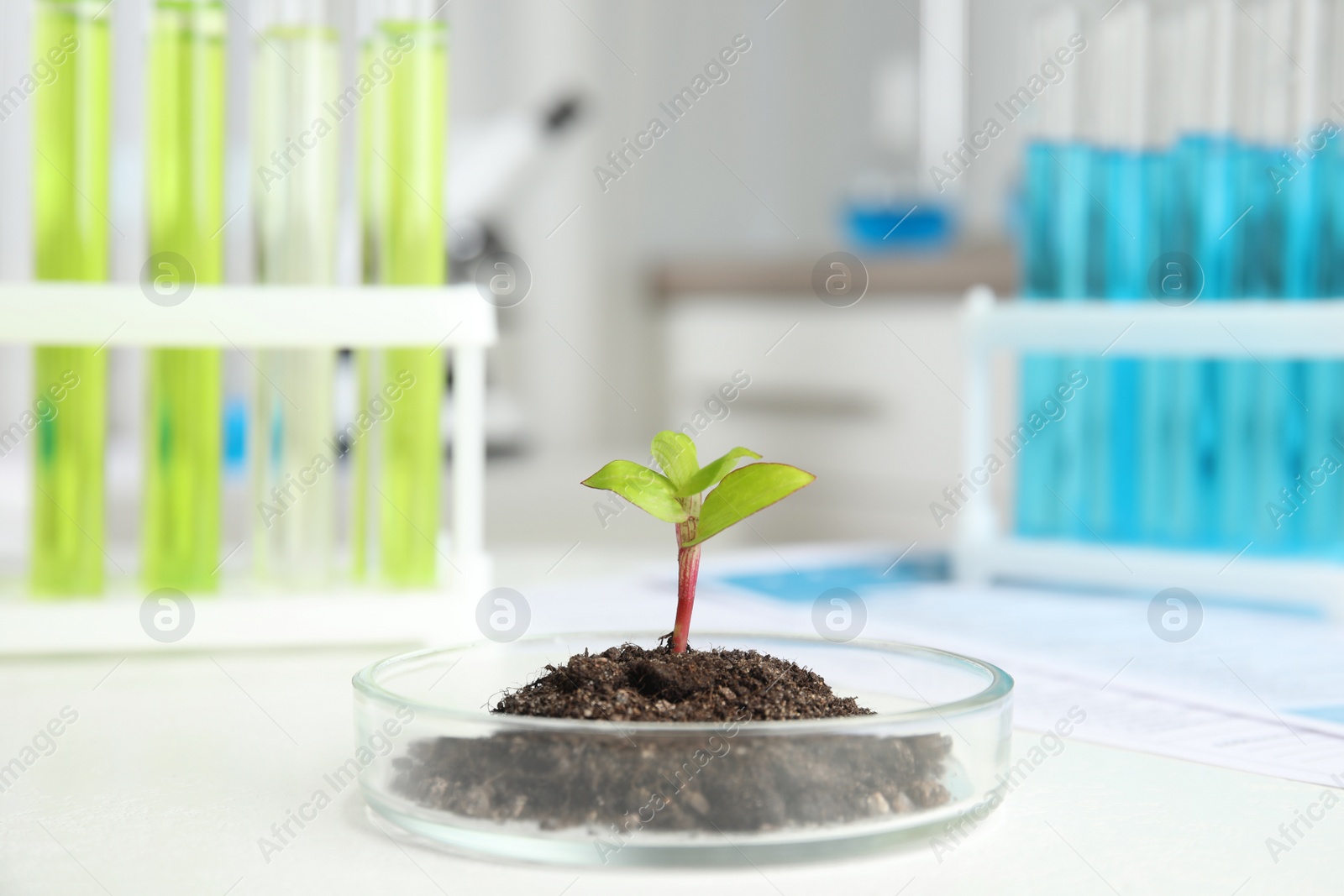 Photo of Petri dish with soil and sprouted plant on white table in laboratory. Biological chemistry