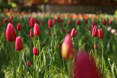 Photo of Beautiful red tulips growing outdoors on sunny day