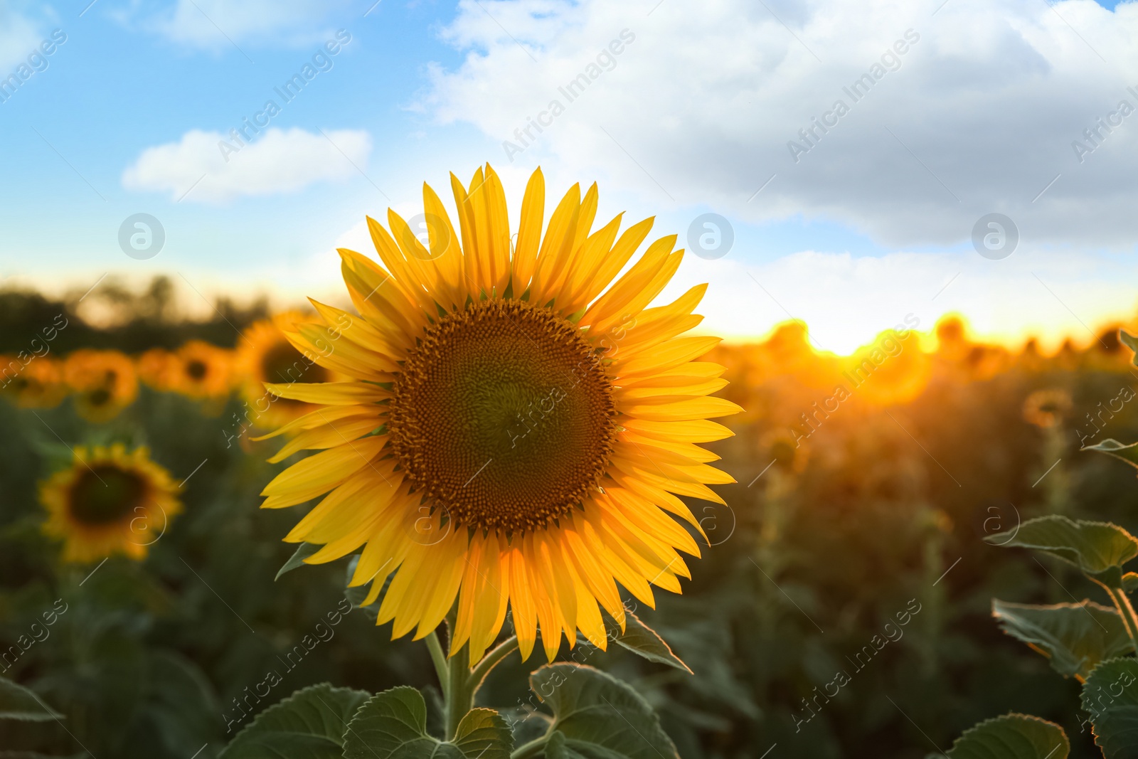 Photo of Beautiful view of field with yellow sunflowers at sunset, closeup