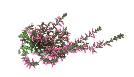 Photo of Branch of heather with beautiful flowers isolated on white